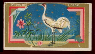 selling N13 game bird cards