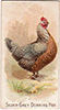 1891 N20 Prize and 
Game Chickens