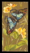 1888 N217 
Butterflies of the World