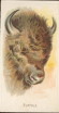 1888 N25 Wild 
Animals of the World