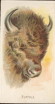 1888 N25 Wild 
Animals of the World