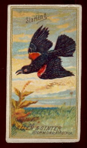 buying old non-sports cards N4 birds of america