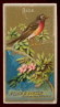 1888 N4 Birds of 
America