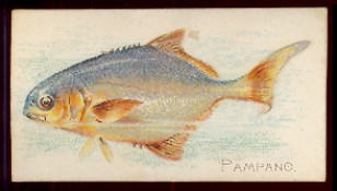 selling N8 Fish from American Waters