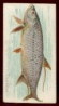 1889 N8 Fish from 
American Waters