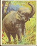 T29 animals 
80 card set